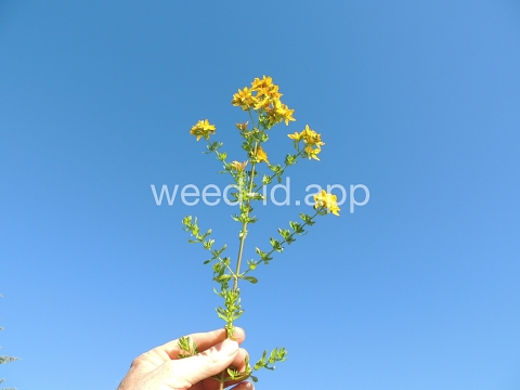 St. Johnswort, common